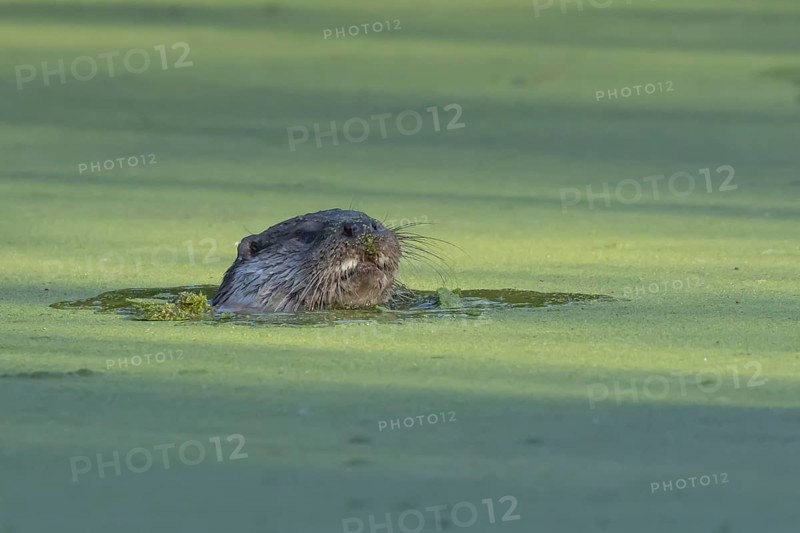 European otter (Lutra lutra) adult animal in a lake, England, United Kingdom