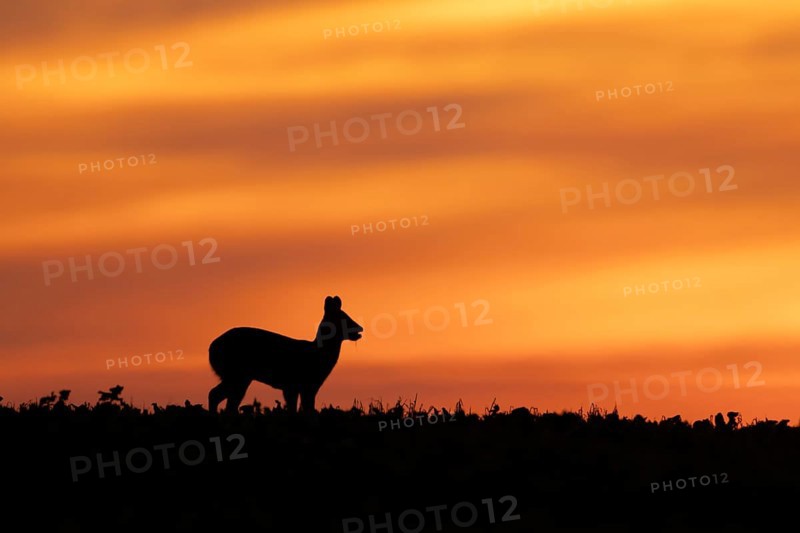 Chinese water deer (Hydropotes inermis) silhouette of an adult animal feeding in a farmland field at sunset, England, United Kingdom