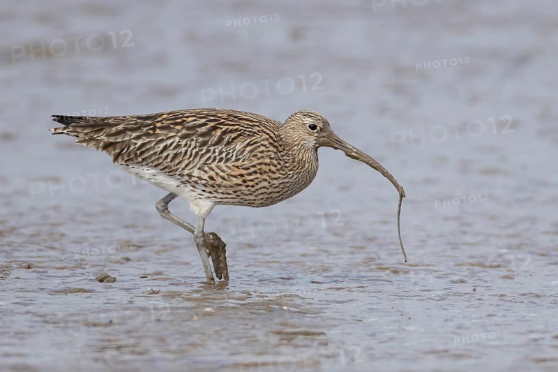 Eurasian curlew (Numenius arquata) adult wading bird with a lugworm for food in its beak on a mudflat, England, United Kingdom