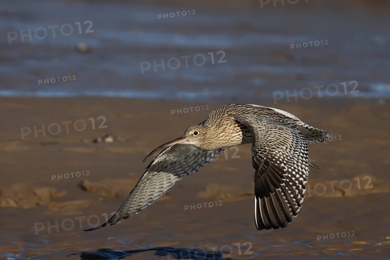 Eurasian curlew (Numenius arquata) adult wading bird flying across a beach, England, United Kingdom