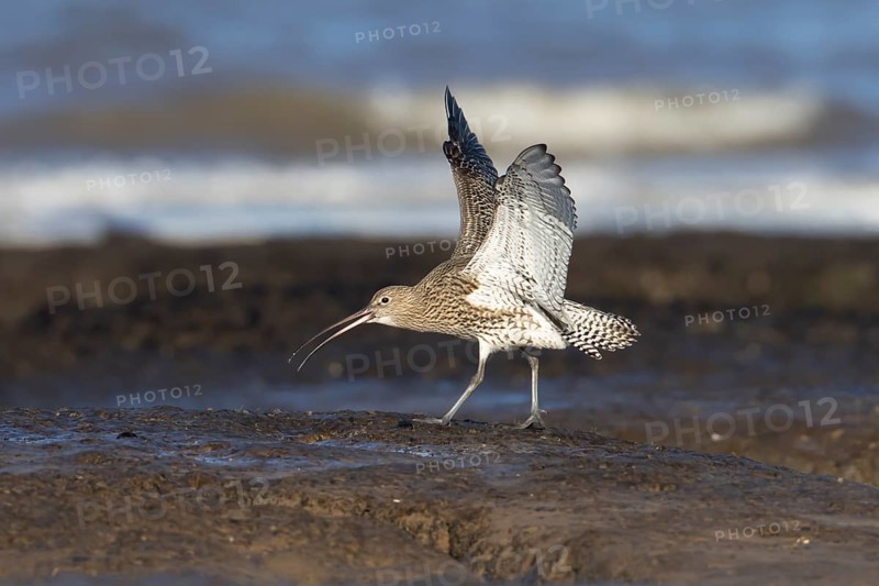 Eurasian curlew (Numenius arquata) adult wading bird calling on a beach, England, United Kingdom