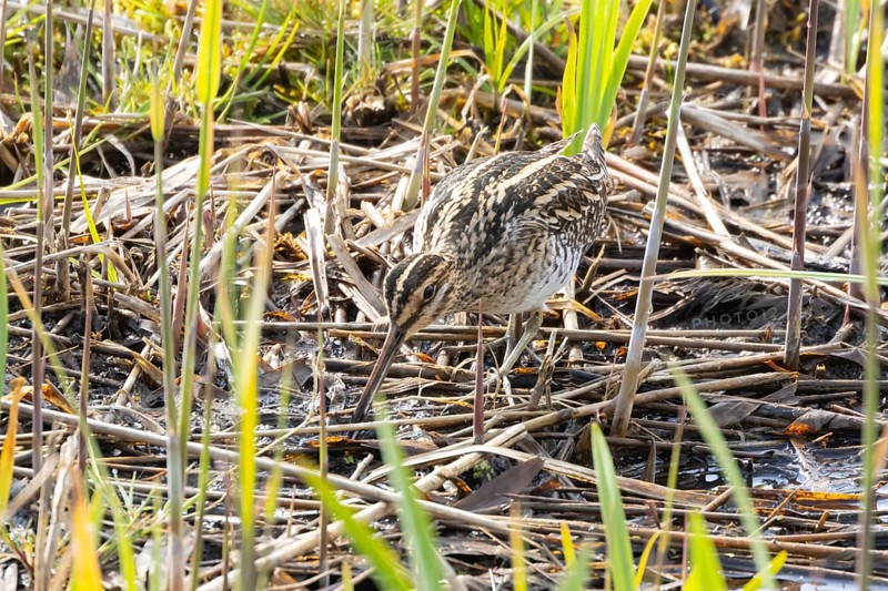 Common snipe (Gallinago gallinago) adult wading bird in a reedbed, England, United Kingdom