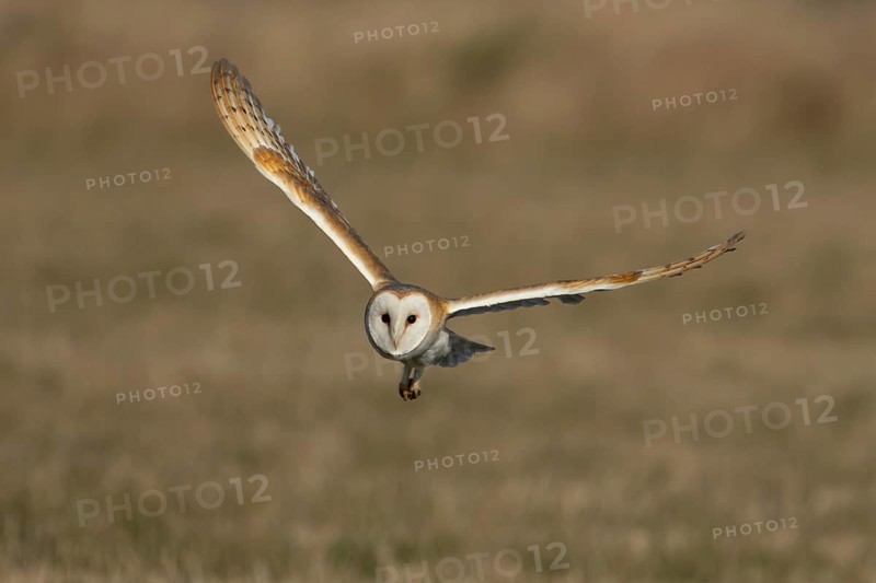 Barn owl (Tyto alba) adult bird in flight over a farmland field, England, United Kingdom