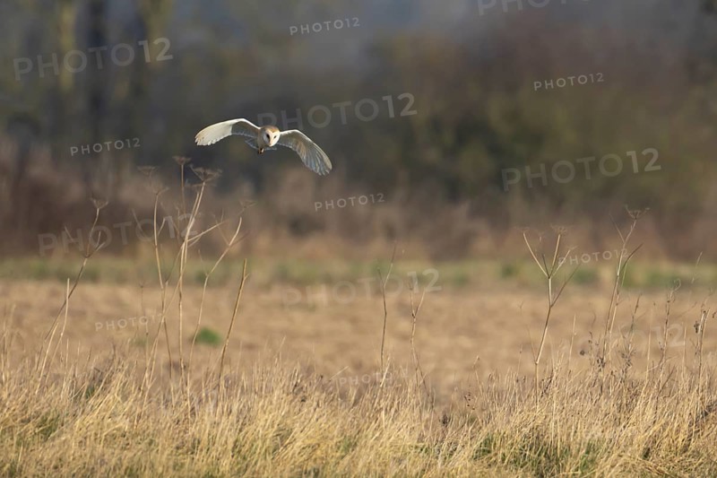 Barn owl (Tyto alba) adult bird in flight hunting in the countryside, England, United Kingdom