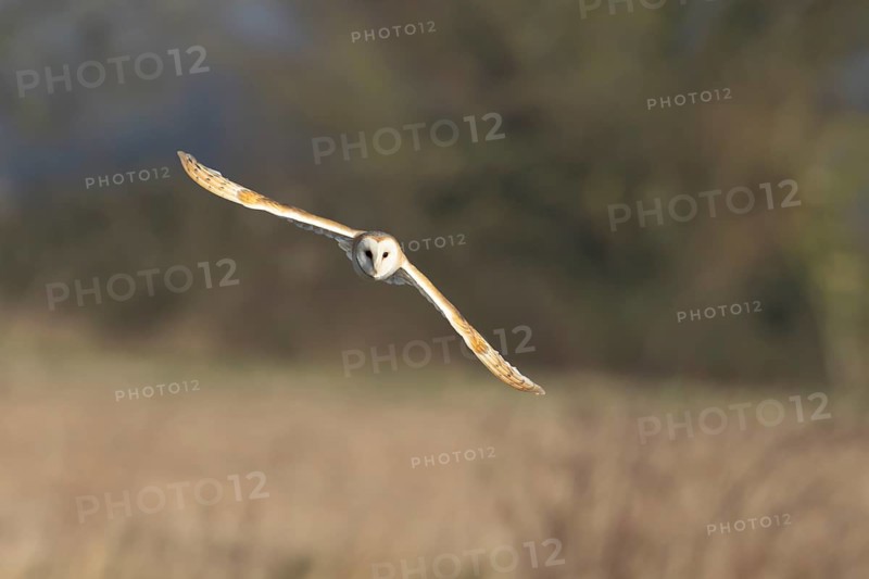 Barn owl (Tyto alba) adult bird in flight hunting over a farmland field, England, United Kingdom