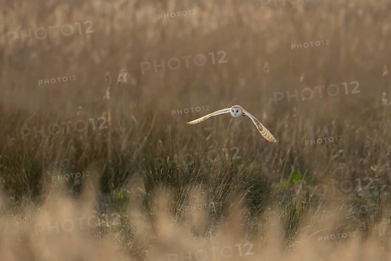 Barn owl (Tyto alba) adult bird in flight hunting over marshland, England, United Kingdom