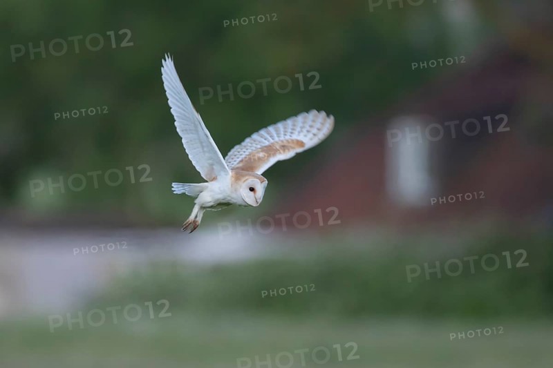 Barn owl (Tyto alba) adult bird flying, England, United Kingdom