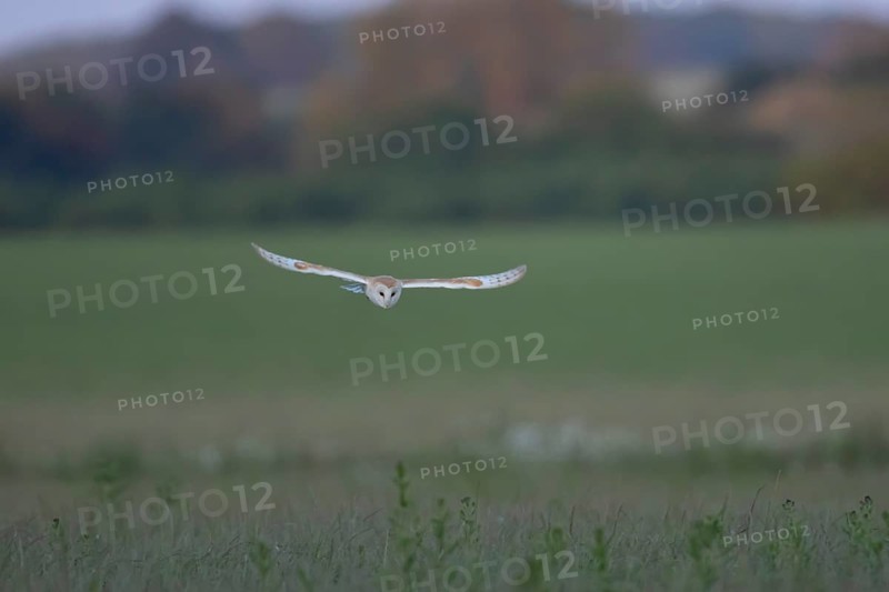 Barn owl (Tyto alba) adult bird in flight hunting over countryside, England, United Kingdom
