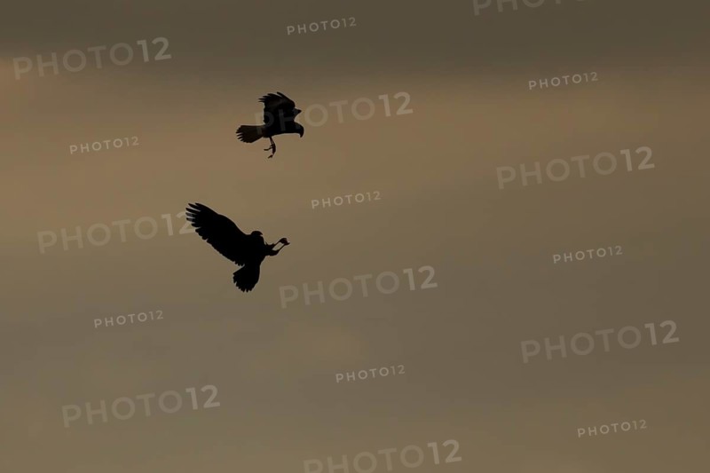 Marsh harrier (Circus aeruginosus) silhouette of two adult birds of prey in flight performing a food pass at sunset, England, United Kingdom