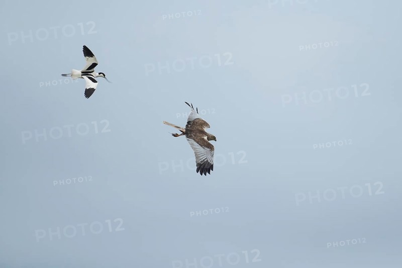 Marsh harrier (Circus aeruginosus) adult bird of prey flying being mobbed by a Pied avocet, England, United Kingdom