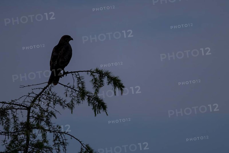 Common buzzard (Buteo buteo) silhouette of an adult bird on a tree at sunset, England, United Kingdom