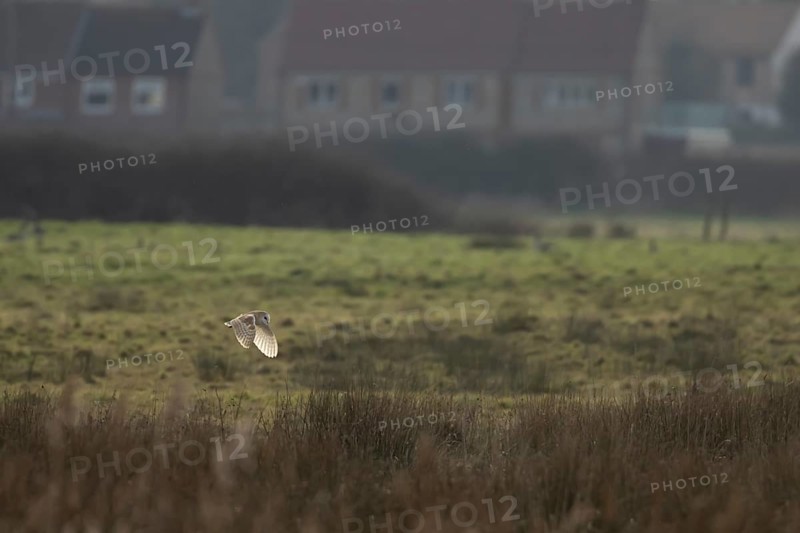 Barn owl (Tyto alba) adult bird in flight hunting over marshland with houses in the background, England, United Kingdom