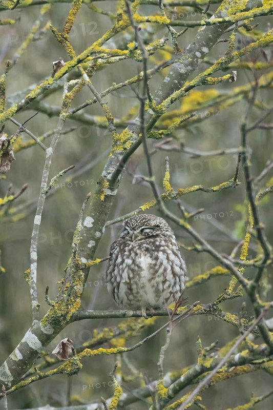 Little owl (Athene noctua) adult bird sleeping in a tree, England, United Kingdom