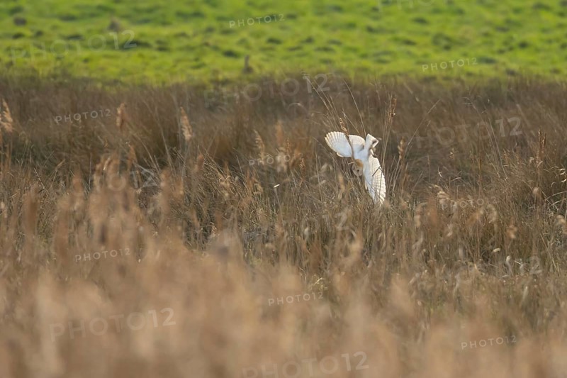 Barn owl (Tyto alba) adult bird diving in flight hunting over marshland, England, United Kingdom