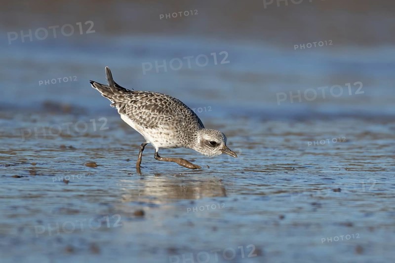 Grey plover (Pluvialis squatarola) adult wading bird in winter plumage on a beach, England, United Kingdom