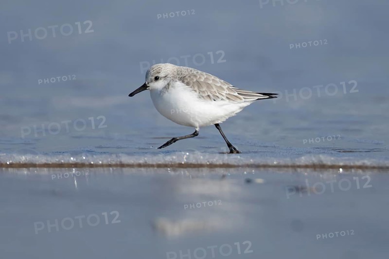 Sanderling (Calidris alba) adult wading bird in winter plumage running in the surf of the sea, England, United Kingdom