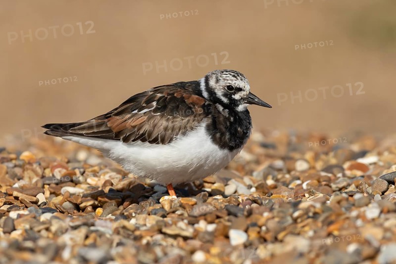 Ruddy turnstone (Arenaria interpres) adult wading bird in summer plumage on a shingle beach, England, United Kingdom