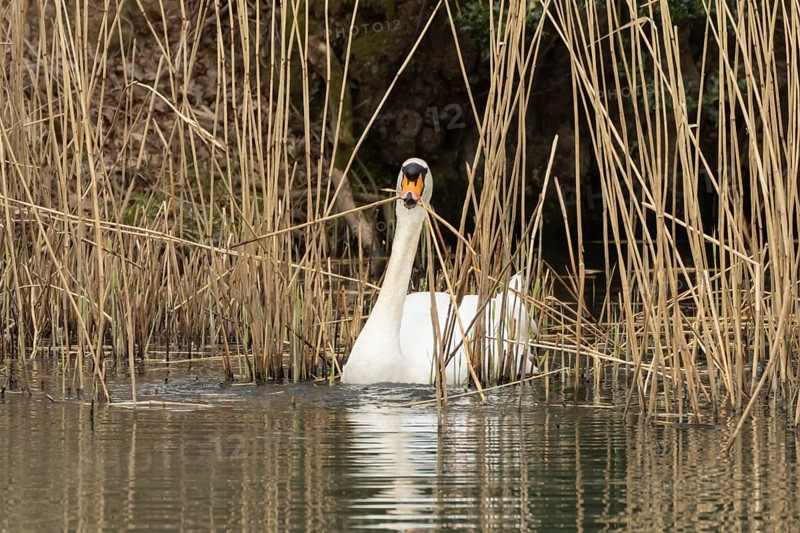 Mute swan (Cygnus olor) adult bird collecting reed stems to build its nest in the springtime, England, United Kingdom