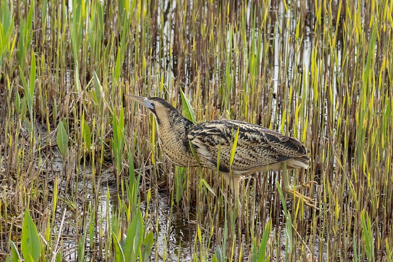 Great or Eurasian bittern (Botaurus stellaris) adult bird in a reedbed, England, United Kingdom