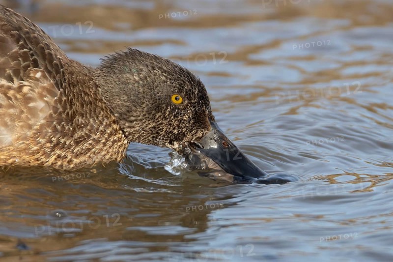 Northern shoveler duck (Anas clypeata) adult female bird feeding on the water surface of a lake, England, United Kingdom