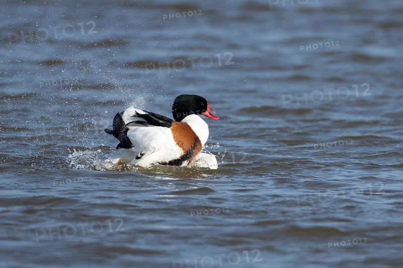 Shelduck (Tadorna tadorna) adult bird washing itself on the water surface of a lake, England, United Kingdom