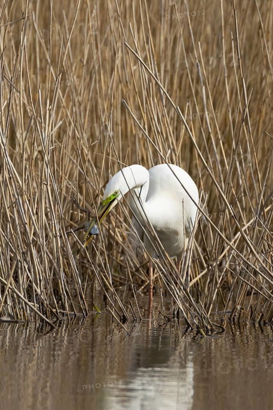 Great white egret (Ardea alba) adult bird in water on the edge of a reedbed with a frog for food in its beak in spring, England, United Kingdom