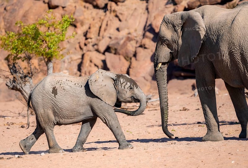 Juvenile and adult African elephant (Loxodonta africana), desert elephant, near the Hoanib River, Damaraland, Kunene region, Namibia