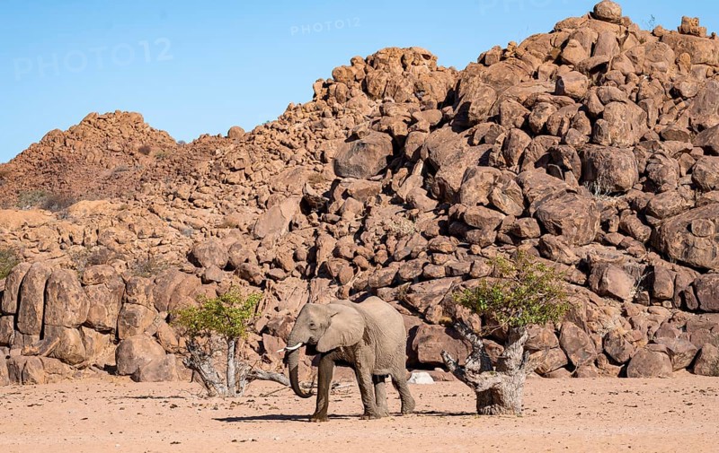 African elephant (Loxodonta africana), desert elephant, near the Hoanib River, Damaraland, Kunene region, Namibia