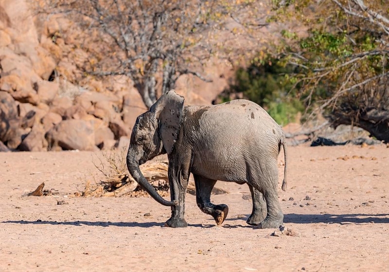 Juvenile African elephant (Loxodonta africana), desert elephant, near the Hoanib River, Damaraland, Kunene region, Namibia