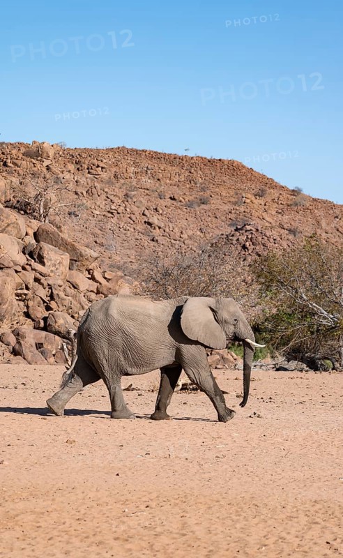 African elephant (Loxodonta africana), desert elephant, near the Hoanib River, Damaraland, Kunene region, Namibia