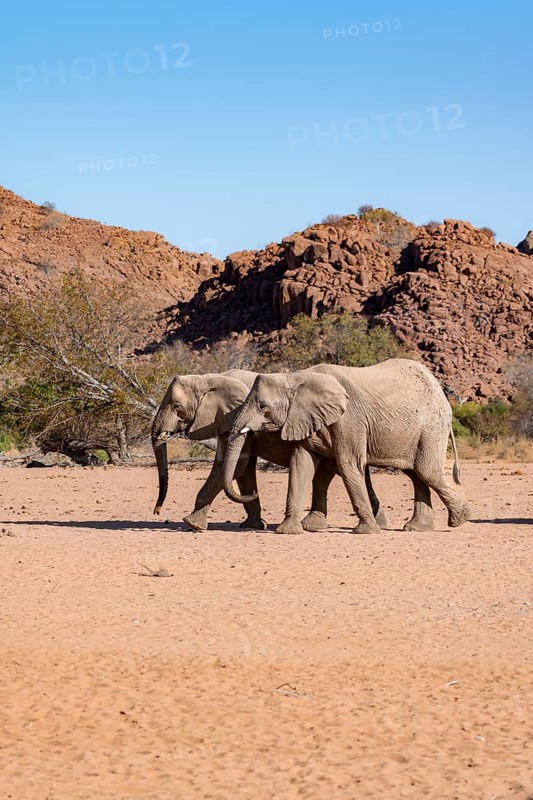 Two African elephants (Loxodonta africana), desert elephant, near the Hoanib River, Damaraland, Kunene region, Namibia