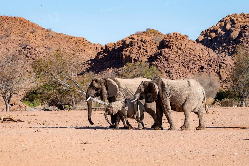 Two African elephants (Loxodonta africana) with young, desert elephant, near the Ugab River, Damaraland, Kunene region, Namibia