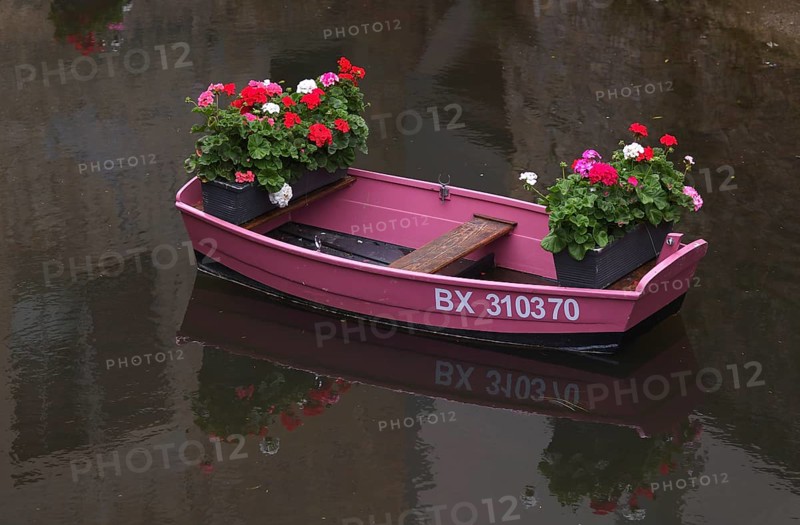 Boat, pink, pink, decorated with flowers, on the river Aure, tanners' quarter, old town, Bayeux, Normandy, Calvados, France