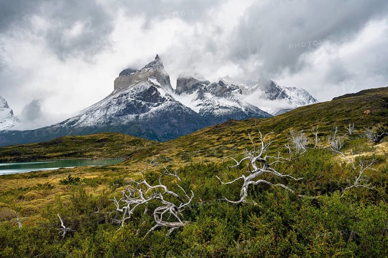Dead bare trees, cloudy mountain range Cuernos del Paine, Torres del Paine National Park, Chile