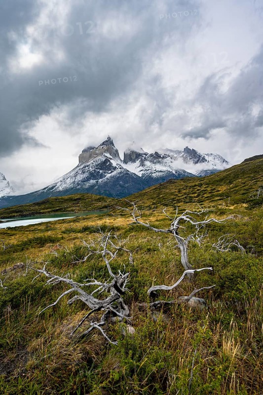 Dead bare trees, cloudy mountain range Cuernos del Paine, Torres del Paine National Park, Chile