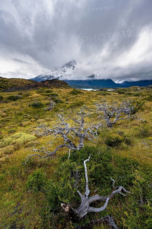 Dead bare trees, cloudy mountains, Cuernos del Paine massif, Torres del Paine National Park, Chile