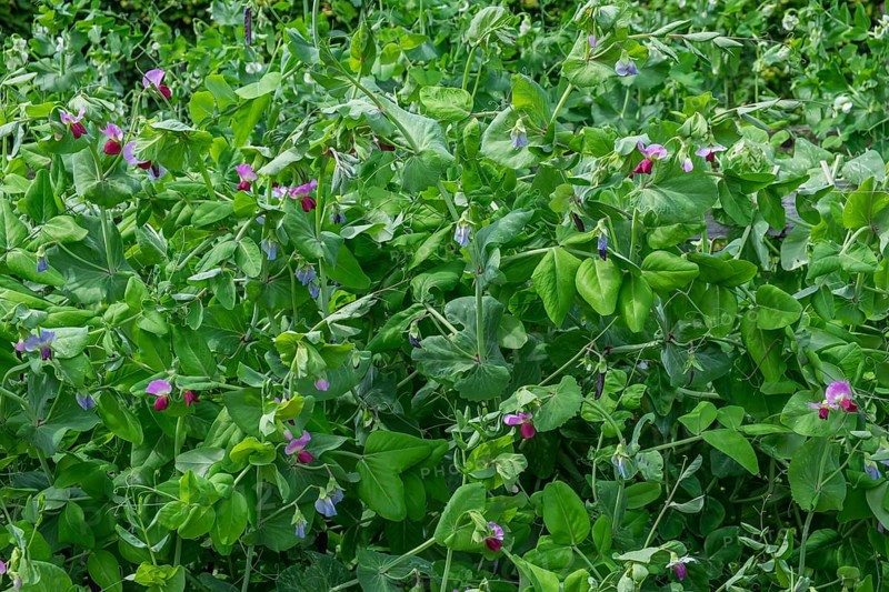 Sweet pea, sugar snap pea, snow pea (Pisum sativum), Münsterland, North Rhine-Westphalia, Germany