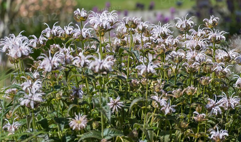 Wild bergamot (Monarda fistulosa), Münsterland, North Rhine-Westphalia, Germany