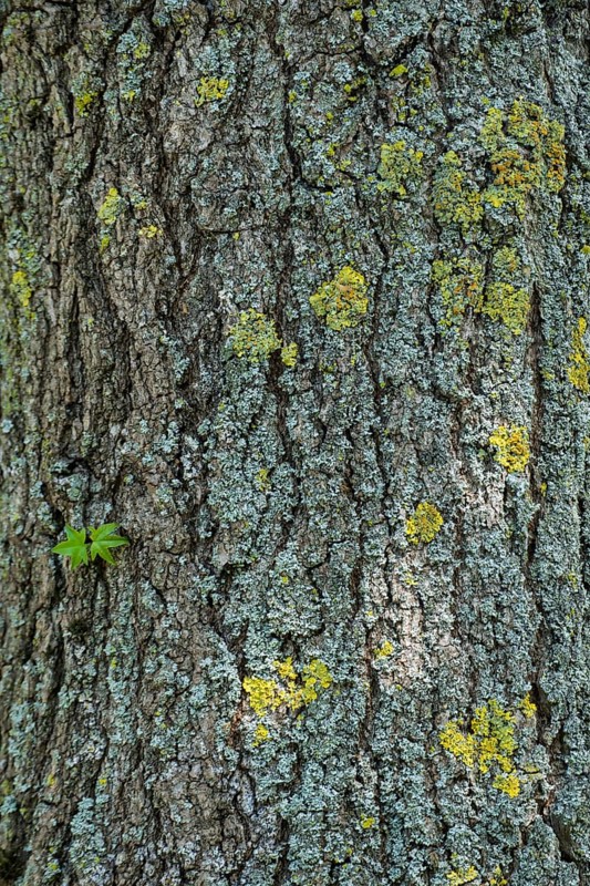 American sweetgum (Liquidambar styraciflua), tree bark, Münsterland, North Rhine-Westphalia, Germany