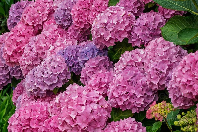 Hydrangea bush, Münsterland, North Rhine-Westphalia, Germany