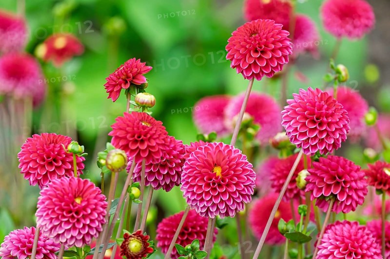 Dahlias (Dahlia), Münsterland, North Rhine-Westphalia, Germany