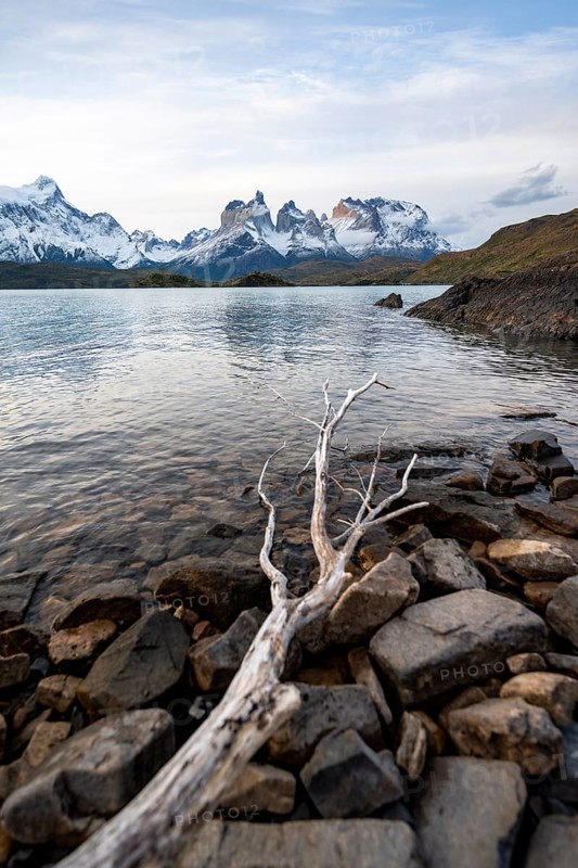 Dead branch on the shore of the lake Lago Pehoe, Cuernos del Paine massif, Torres del Paine National Park, Chile