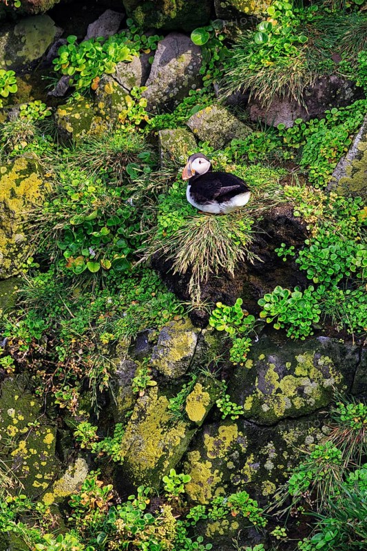 Lone puffin (Fratercula arctica) on a bird cliff, Latrabjarg headland, Westfjords, Iceland