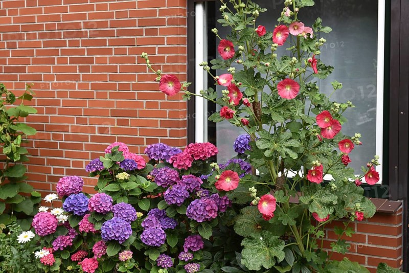 Hollyhocks (Alcea) and hydrangeas (Hydrangea) at the window