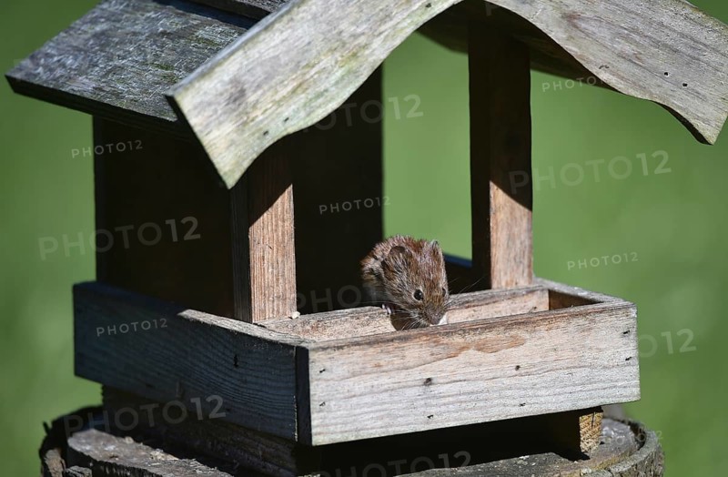 House mouse, (Mus musculus) eats sunflower seeds at the bird house