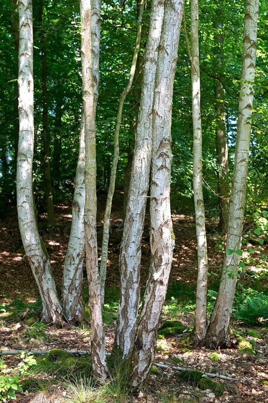 Young birch trees, Mümmelkensee nature reserve, Bansin, Usedom Island, Mecklenburg-Western Pomerania, Germany