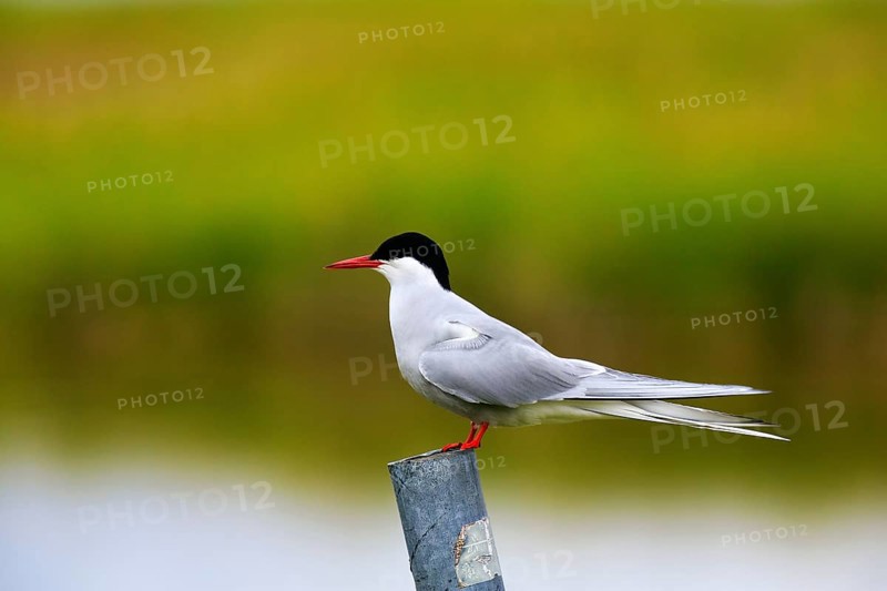 Arctic Arctic Tern (Sterna paradisea), attentive, Vestfirðir, Westfjords, Iceland