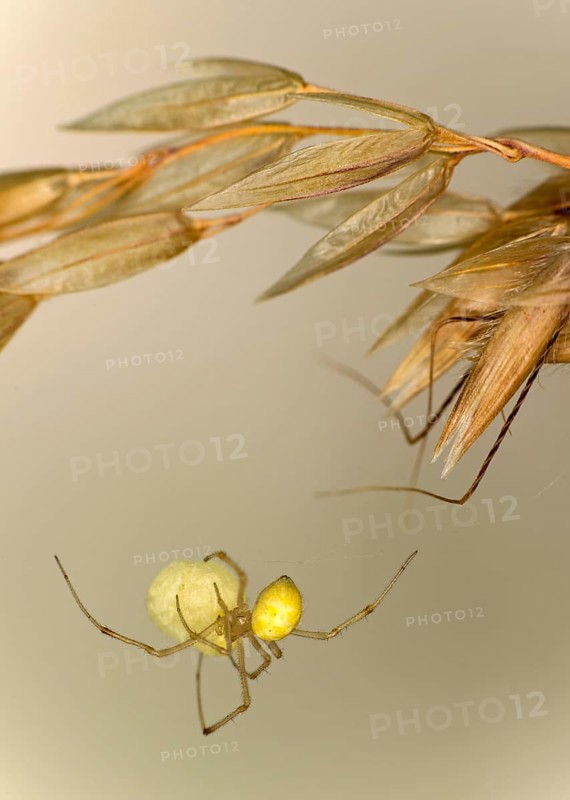Common oval spider (Enoplognatha ovata) with egg cocoon, family of orb spiders (Theridiidae), Valais, Switzerland