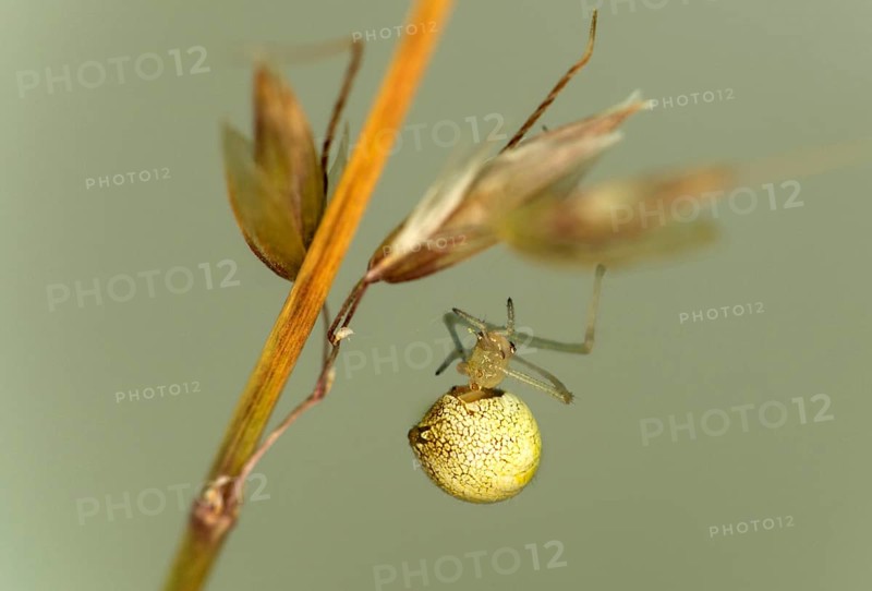Common oval spider (Enoplognatha ovata), family of orb spiders (Theridiidae), Valais, Switzerland
