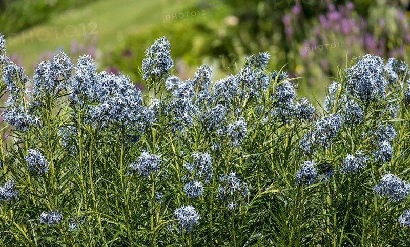Blue star bush (Amsonia hubrichtii), Münsterland, North Rhine-Westphalia, Germany